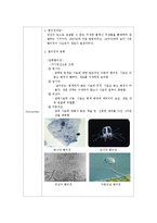 생물학실험 - 진핵생물 현미경 관찰[동물세포, 식물세포]-4
