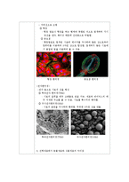생물학실험 - 진핵생물 현미경 관찰[동물세포, 식물세포]-5