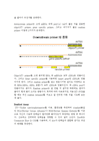 생명화학실험 - RT-PCR, Bradford assay, SDS page, Genomic DNA prep-3