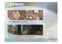 [생물학개론] 광우병(Mad Cow Disease)에 관한 조사-9