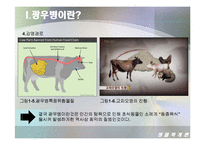 [생물학개론] 광우병(Mad Cow Disease)에 관한 조사-10