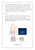 [식물생리학]제한효소 DNA 절단과 전기영동법과 PCR에 의한 DNA분리 및 확인-8