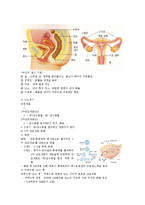 생리학레포트-감각 생리학과 생식 생리학에 대해-13