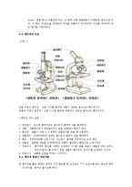 생물 레포트-현미경에 의한 고구마와 감자 전분 입자 관찰-4