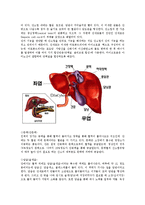 성인간호학 - 간, 담도, 췌장의 해부학적 구조 및 기능에 관한 보고서-2