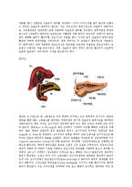 성인간호학 - 간, 담도, 췌장의 해부학적 구조 및 기능에 관한 보고서-7
