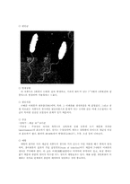[보건학] 세균성식중독에 관하여-6