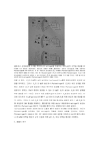 Phytoestrogen- 유방과 전립선암에 관련하여-5