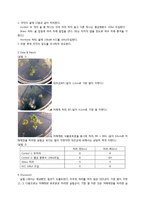 생물학 실험 - 식물 호르몬-2
