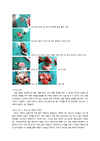 생물학 실험 - 척추동물의 관찰-3