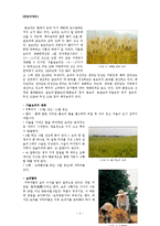 생물학개론 - 보리에 대한 보고서-4