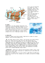 해부학 - 세포의 구조와 기능-3