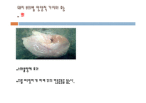 돼지 부산물의 영양과 이용사례, 취급방법-14