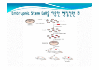 발생공학 - 형질전환동물 [transgenic animal, 形質轉換動物]-10