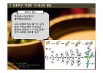 막걸리의 효모와 발효 및 제조공정-17
