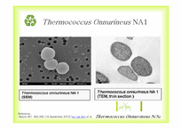 Bioenergy & Thermococcus Onnurineus NA1-10