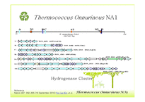 Bioenergy & Thermococcus Onnurineus NA1-12