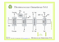 Bioenergy & Thermococcus Onnurineus NA1-14
