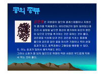 콩에대하여(식생활과문화특론, 콩의유래, 콩의영양, 콩의가공, 콩의종류, 콩다이어트, 콩의효능) PPT, 파워포인트 발표-11