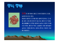 콩에대하여(식생활과문화특론, 콩의유래, 콩의영양, 콩의가공, 콩의종류, 콩다이어트, 콩의효능) PPT, 파워포인트 발표-17