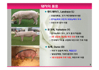 모돈의 사양관리와 실제(가축사양학, 돼지기르기, 양돈, 돼지의품종, 돼지의모든것, 양돈생산성)PPT, 파워포인트-3