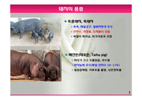 모돈의 사양관리와 실제(가축사양학, 돼지기르기, 양돈, 돼지의품종, 돼지의모든것, 양돈생산성)PPT, 파워포인트-5