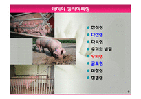 모돈의 사양관리와 실제(가축사양학, 돼지기르기, 양돈, 돼지의품종, 돼지의모든것, 양돈생산성)PPT, 파워포인트-6