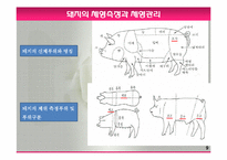 모돈의 사양관리와 실제(가축사양학, 돼지기르기, 양돈, 돼지의품종, 돼지의모든것, 양돈생산성)PPT, 파워포인트-9