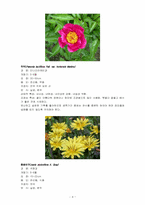 한국의 야생화 조사-4