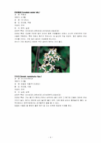한국의 야생화 조사-9