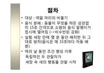 스키너-비둘기의 미신적 행동 실험-8