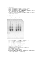[미생물실험] PURIFICATION OF PLASMID DNA(bacteria의 plasmid에 대해 알아보고 DNA의 구조에 의한 추출 원리를 이해)-7