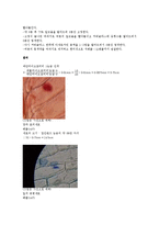 생물학 실험 - 현미경 사용법과 세포 관찰-4