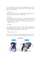 [성] 성의 기능과 성의식, 성의 생물학적 측면, 성행동, 결혼 전후의 성-6