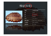 해삼 양식과 현황-4