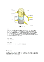 [PBL] Brainstem, Spinal cord의 해부학적 구조-6