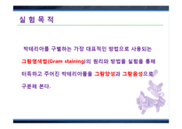 그람염색법(Gram staining)과 박테리아 관찰 실험-5