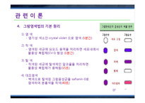 그람염색법(Gram staining)과 박테리아 관찰 실험-9