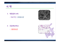 그람염색법(Gram staining)과 박테리아 관찰 실험-12