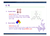 그람염색법(Gram staining)과 박테리아 관찰 실험-13