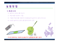 그람염색법(Gram staining)과 박테리아 관찰 실험-18
