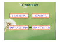 피아제 인지발달이론(피아제의생애, 인지발달개념, 피아제이론, 주요개념, 인지발달단계) PPT-9