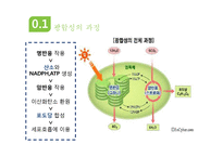 광합성과 세포호흡-6