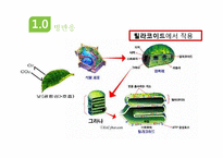 광합성과 세포호흡-8