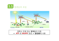 광합성과 세포호흡-9