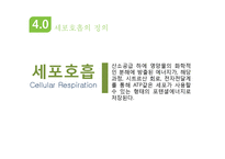 광합성과 세포호흡-19