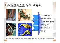환경 공학 - Environmental Hormone(환경호르몬)에 관해서-12
