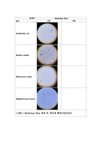 미생물학 실험 - Simple staining(단순염색), Gram staining(그람염색) 실험-5