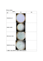 미생물학 실험 - Simple staining(단순염색), Gram staining(그람염색) 실험-7