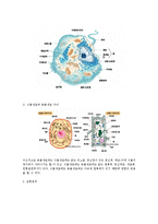 생물 실험 - 진핵생물(동물세포, 식물세포) 현미경 관찰-2
